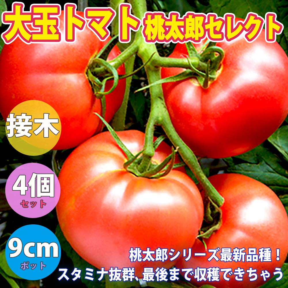 【今だけお買い得❗️】トマト苗　桃太郎　〜　プラグ苗100苗　〜 Amazon.co.jp: ITANSE トマト苗 桃太郎セレクト(大玉トマト